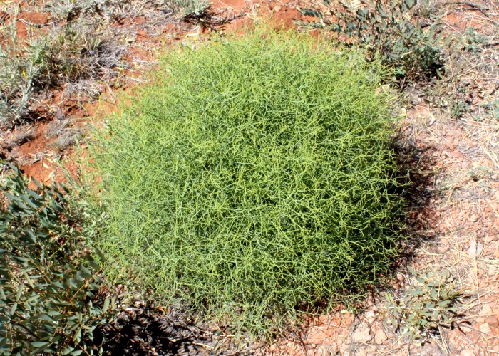 Australian Desert Plants Goodeniaceae Images Frompo